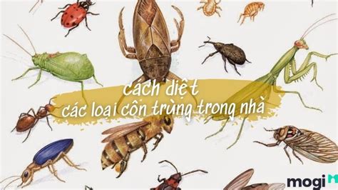  Bọ Rồng! Loài Côn Trùng Khéo Léo Xây Dựng Tổ Từ Vật Liệu Trong Thiên Nhiên