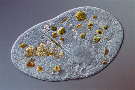  Chilodonella: Một Sinh Vật Lẻ Loa Cực Kỳ Nhỏ Bé Nhưng Lại Có Bộ Máy Phân Hủy Thức Ăn Rất Hiệu Quả!