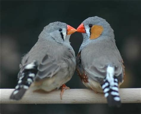  Chim Zebra Finch – Bay cao như chim én với bộ lông sặc sỡ như cầu vồng!