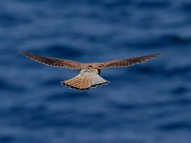  Kestrel! A Bird of Prey With Striking Plumage Known For Its Hovering Mastery