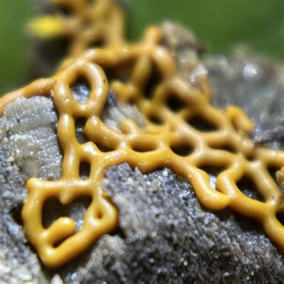  Myxomycete: Unraveling the Mysteries of Slime Molds - Are These Fungus or Animals?