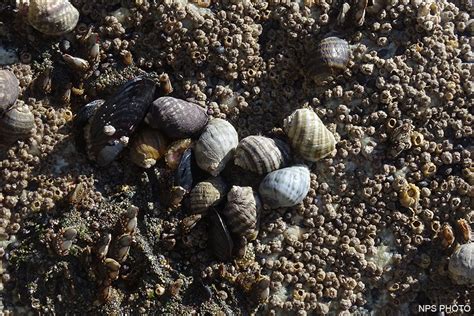  Quagga Mussel: A Tiny Mollusk Making Mighty Waves in Freshwater Ecosystems!