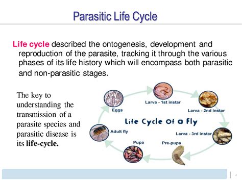  Quiévore : This Parasite With A Surprisingly Complex Life Cycle