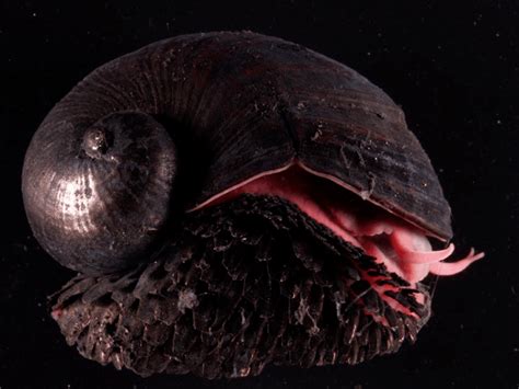  Rapanui Snail: A Marvelous Gastropod that Thrives on Remote Volcanic Islands!