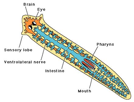  Rhabdocela:  Những sinh vật giun dẹp nhỏ bé với bộ máy tiêu hóa độc đáo!