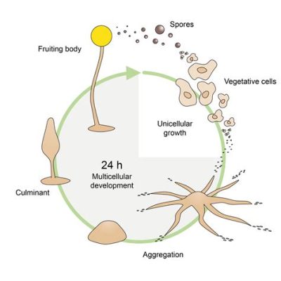  Sorocarpa! Can you imagine an amoeba with social skills?