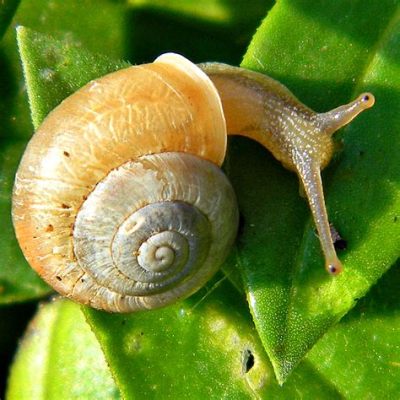  Yellow-Striped Snail: A Tiny Mollusk That Will Make You Say Wow!