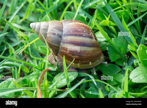  Achatina fulica: Một Con Ốc Sên Khổng Lồ Có Màn Sinh Tồn Thật Sự Khác Biệt