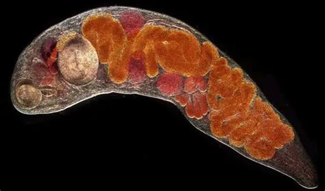  Distomum -  The Tiny Trematode That Thrives in Unexpected Places: A Deep Dive into Its Parasitic Prowess!