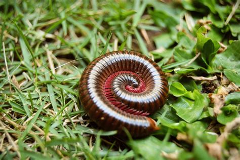  Ellipidus! The Millipede That Crawls Its Way into Your Dreams (and Your Compost)