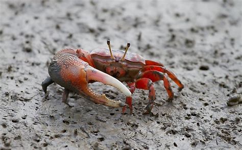  Fiddler Crab: A Master of Asymmetrical Beauty Navigates Life Between Tides