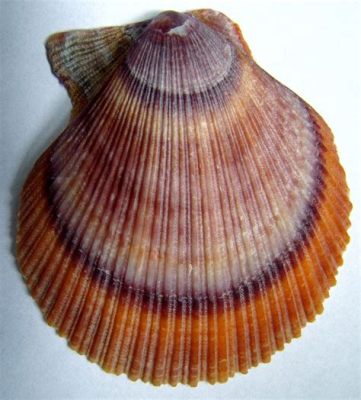  Islandic Scallop: Unveiling the Intricate Beauty of a Shell That Dances with the Currents!