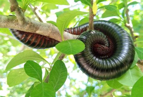  Juliform Millipede: This Many-Legged Marvel Will Leave You Mesmerized by Its Slow and Steady Gait!