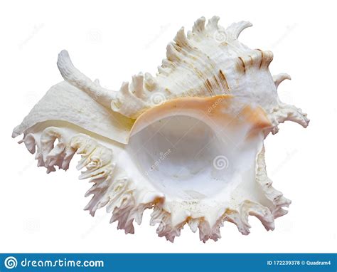  Murex:  The Magnificent Mollusk With an Intricate Shell and a Voracious Appetite for Decay