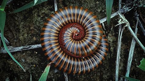  Quilling Millipede: Exploring the Fascinating World of a Many-Legged Wonder with a Remarkable Defense Mechanism!