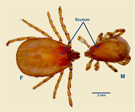  Rhipicephalus Ticks: Tiny Arachnids That Carry Big Burdens!