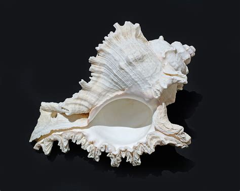  Whelk: An Underwater Architect, Sculpting Shells With Elegance And Precision!