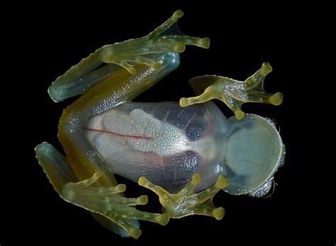  Xenopus: A Remarkable Frog Whose Translucent Skin Offers a Window into Biological Wonders!