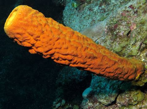  Yellow Tube Sponge: A Master of Filtration and Camouflage Amidst Vibrant Coral Reefs!